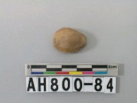 藏品(貝類)的圖片